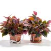 LED Grow Light Bulb helloify BR30 9W Full Spectrum-1