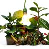 Miracle LED 4KK Blue 12W Grow Light Bulb-1